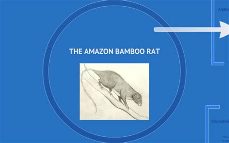 The Amazon Bamboo Rat by Daniel Flores on Prezi