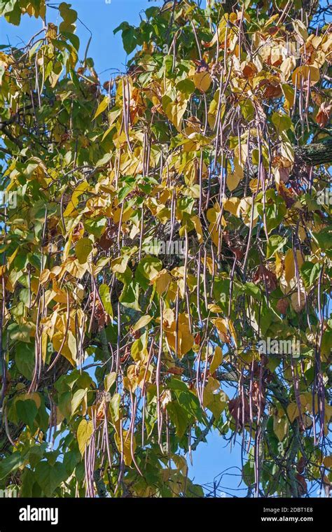 Northern catalpa (Catalpa speciosa). Called Hardy Catalpa, Western Catalpa, Cigar Tree and ...