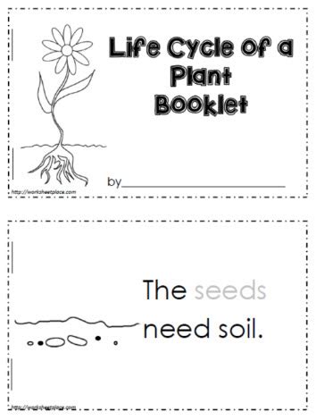 Life Cycle of a Plant Worksheets