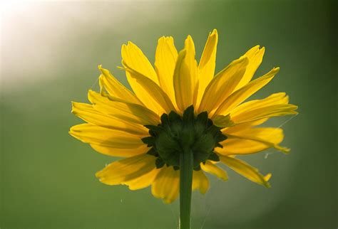 Thin-leaved Sunflower Photograph by Dr. Nick Kurzenko - Fine Art America