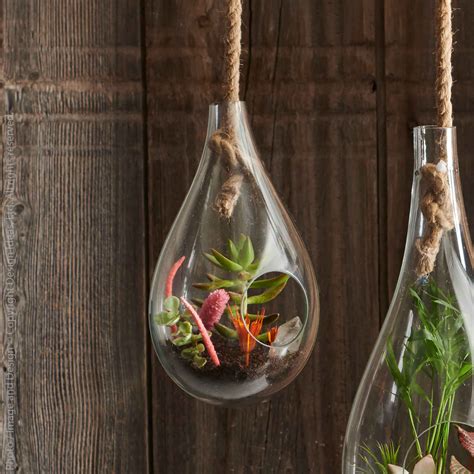 Design Ideas Glass Indoor Terrarium | Wayfair