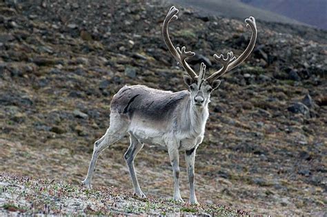 The Peary Caribou is a caribou subspecies found in the high Arctic ...