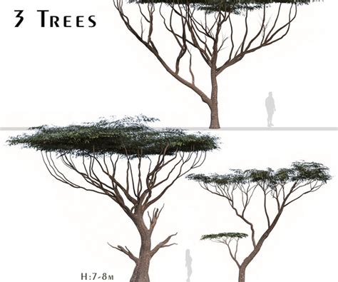 ArtStation - Set of Acacia tortilis Tree (Vachellia tortilis) (2 Trees) | Resources