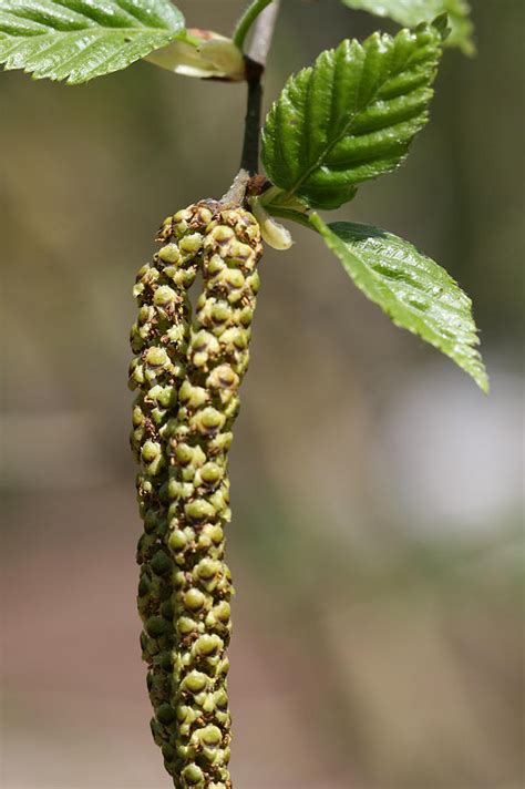 Birch Catkin