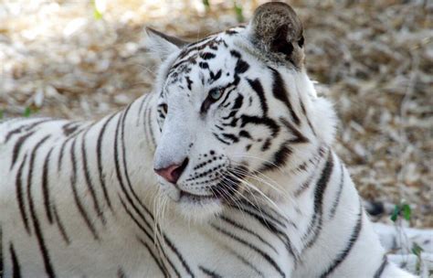 25 Surprising White Tiger Facts For Kids (2024) - Milwaukee With Kids