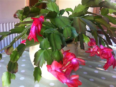 Christmas Cactus