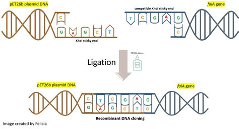 Chapter 3 Lab Overview and Background Information – BBS OER Lab Manual