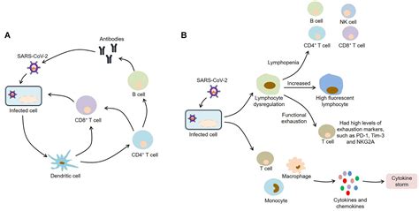 Frontiers | The Mechanisms and Animal Models of SARS-CoV-2 Infection