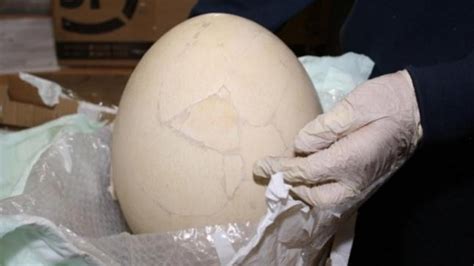 Italian man caught trying to send giant prehistoric egg worth $125k to US - ABC News