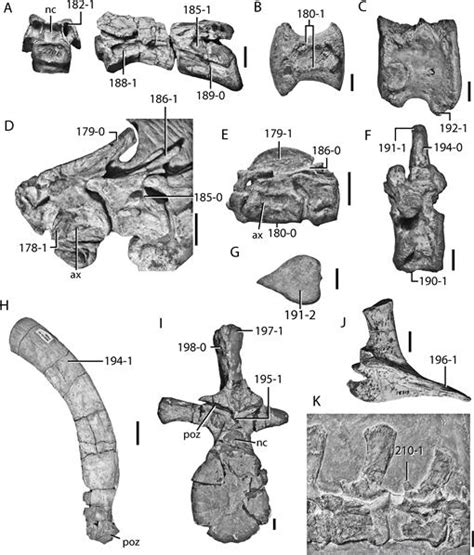 The Early Evolution of Archosaurs: Relationships and the Origin of ...