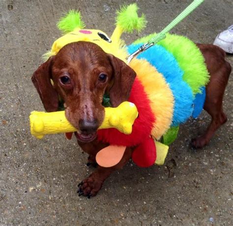 Raising Cane's holiday campaign helps Baton Rouge homeless dogs