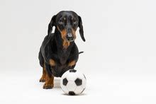 Dog Playing Soccer Free Stock Photo - Public Domain Pictures