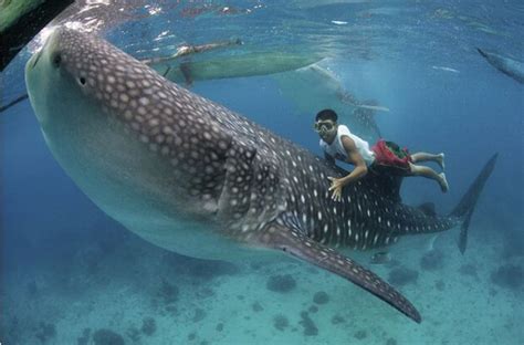 Isso que é bichinho de estimação - Brasil Reef - Fórum de Aquário ...