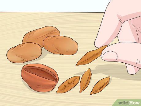 How to Plant Date Seeds (with Pictures) - wikiHow