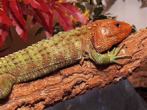 Caiman Lizard | Info-Facts and New Photos 2012 | The Wildlife