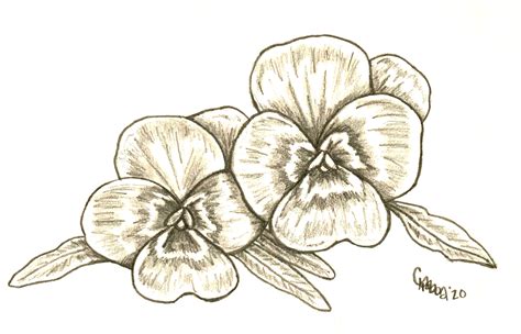 Violet Flower Drawing