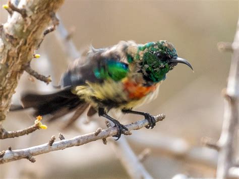 Black-bellied Sunbird - eBird