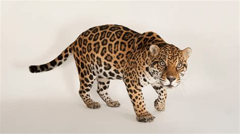 Jaguar Habitat