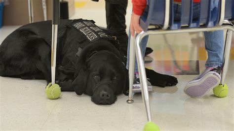 How Do Service Dogs Know When A Seizure Is Coming