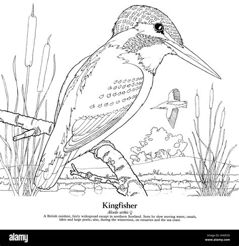 Kingfisher Alcedo atthis. Black on white line drawing Stock Photo - Alamy