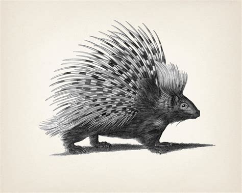 Porcupine Drawing : Fine Art Print of a Vintage Natural History Academia Illustration MA-04 - Etsy