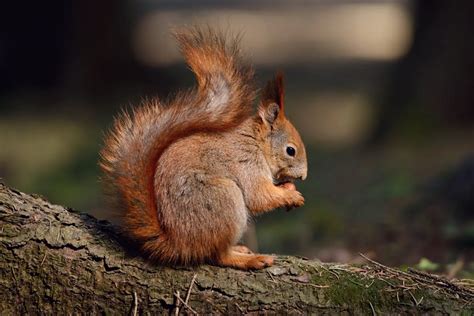 Where Does the Squirrel Live: Facts About the Habitat of This Rodent