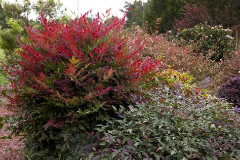 Fertilizing Nandina | Plant Addicts