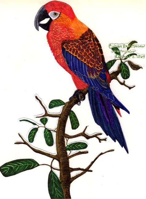 Cuban Red Macaw by pinkfloydmadchen on DeviantArt
