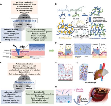 Case studies of multifaceted tissue adhesives design. A) Design... | Download Scientific Diagram