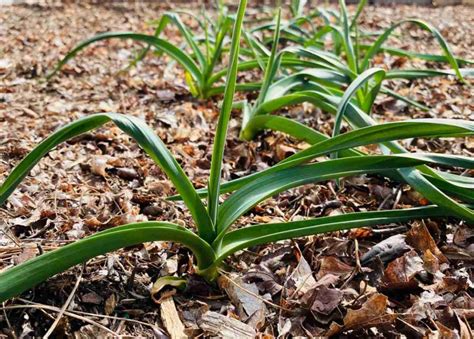 Tips for Mulching Leaves - How to Make Composted Leaf Mulch