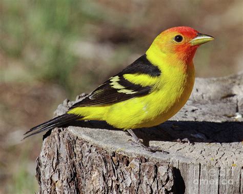 BARRY the BIRDER: Western Tanager far from home in Toronto