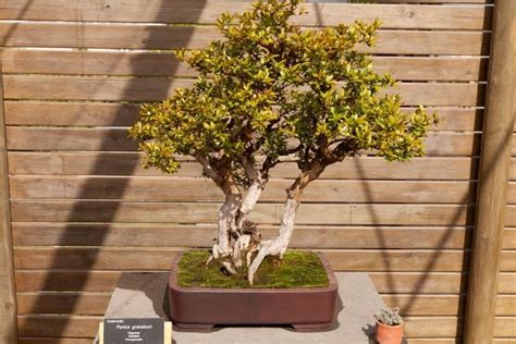 Pomegranate Bonsai Tree (Punica granatum): How to Grow and Care | Florgeous