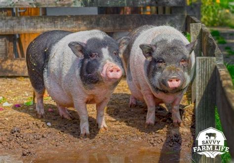 Meat Pig Breeds: 8 Best Pig Breeds For Meat – Savvy Farm Life