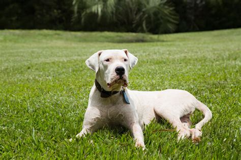 18 Facts About the Imposing Dogo Argentino – Dogster