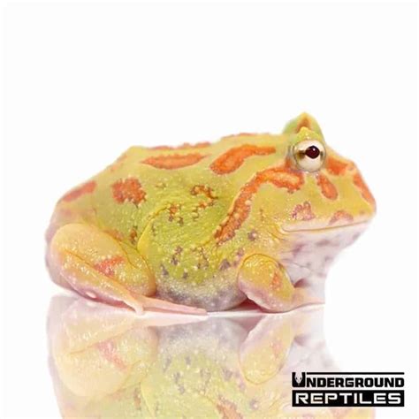 Albino Pacman Frogs For Sale - Underground Reptiles