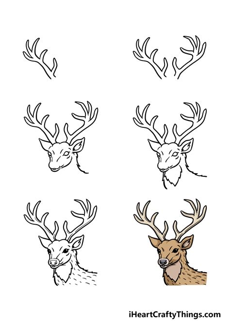 Easy How to Draw a Deer Head - Grant Forga1954