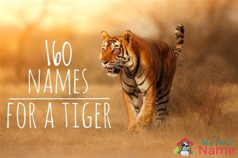 The A to Z Of 160 Terrific & Terrifying Tiger Names | My Pet's Name