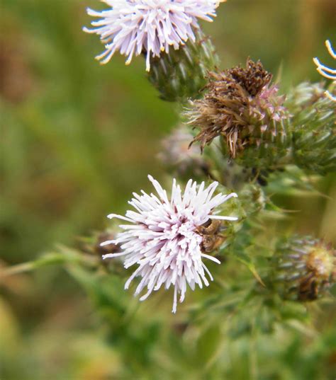 Creeping Thistle - Cirsium arvense, species information page