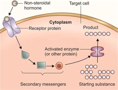 Group I and Group II hormones and their mechanism of action - Online Science Notes