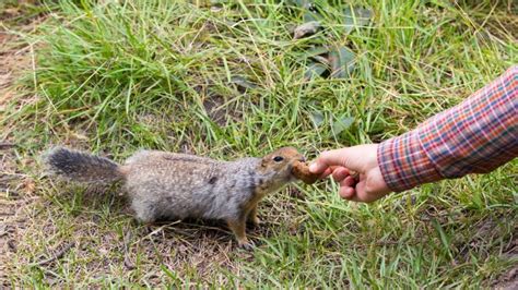 What to Do When a Squirrel Bites You? | Information and Facts - Pest Samurai