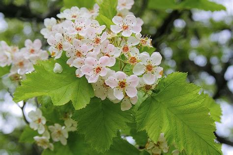 Crataegus mollis (Downy Hawthorn, Hawthorn, Red Haw, Scarlet Hawthorn ...