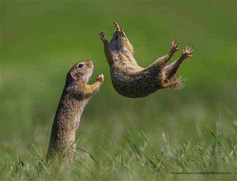 Bird's bad day and dancing gophers make the funniest animal photos ...