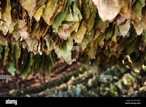 Drying tobacco leaves Stock Photo - Alamy