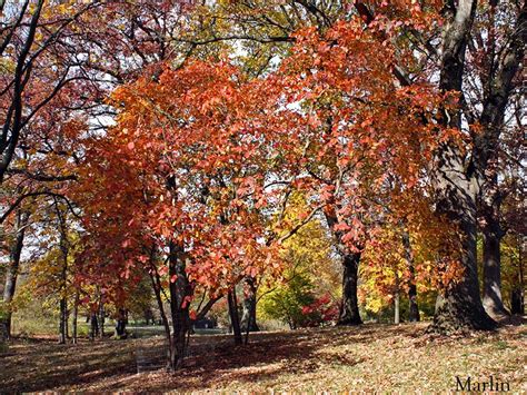 American Smoke Tree - Cotinus obovatus - North American Insects & Spiders