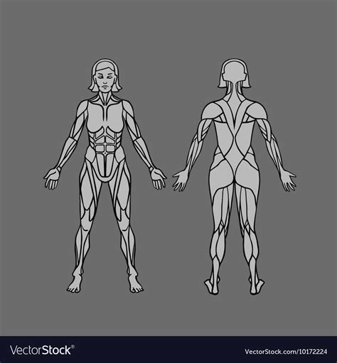 Anatomy of female muscular system exercise Vector Image