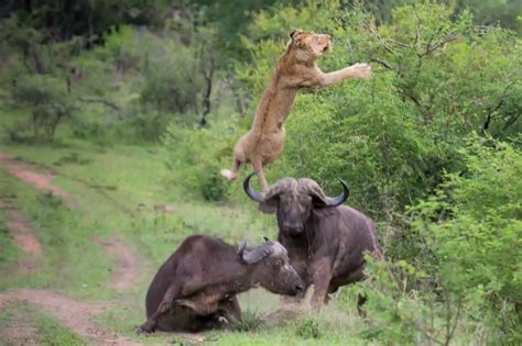 Video: African Cape Buffalo Flips Lion to Protect Its Own | OutdoorHub