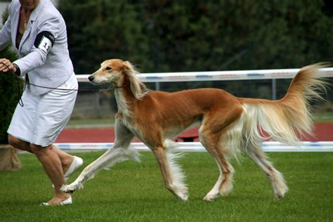 Saluki Dog Info, Temperament, Puppies, Pictures