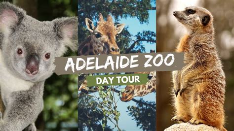 Adelaide Zoo - South Australia | Day Trip - YouTube