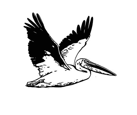 White pelican clipart - Clipground