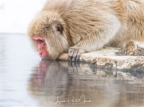 2018 Winter Wildlife Tour of Japan | Japanese Snow Monkeys | Japan ...